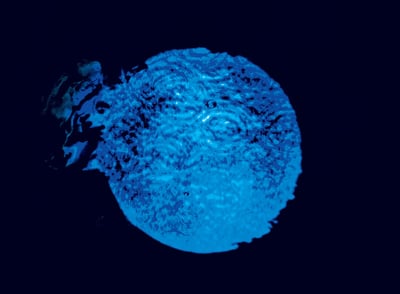 Blue Forest